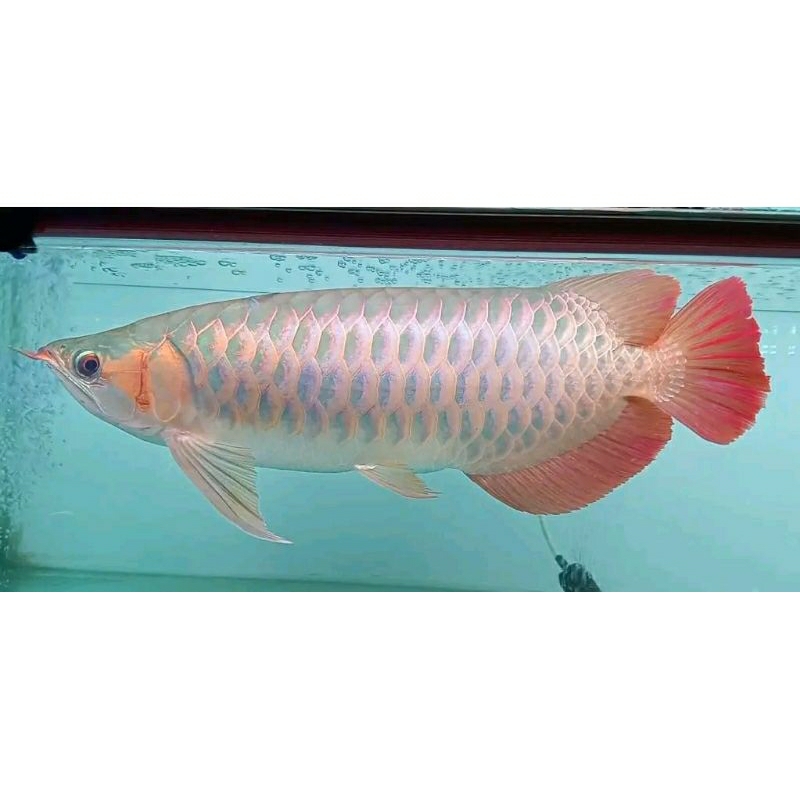 ikan arwana super red size 40cm berkualitas