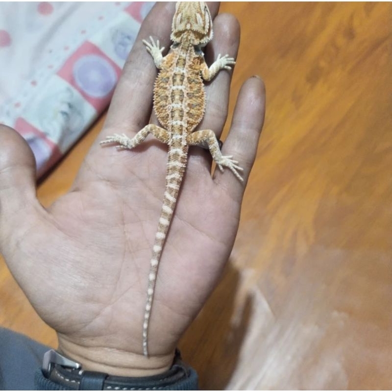 Mainan Bearded Dragon Hypo Het Trans