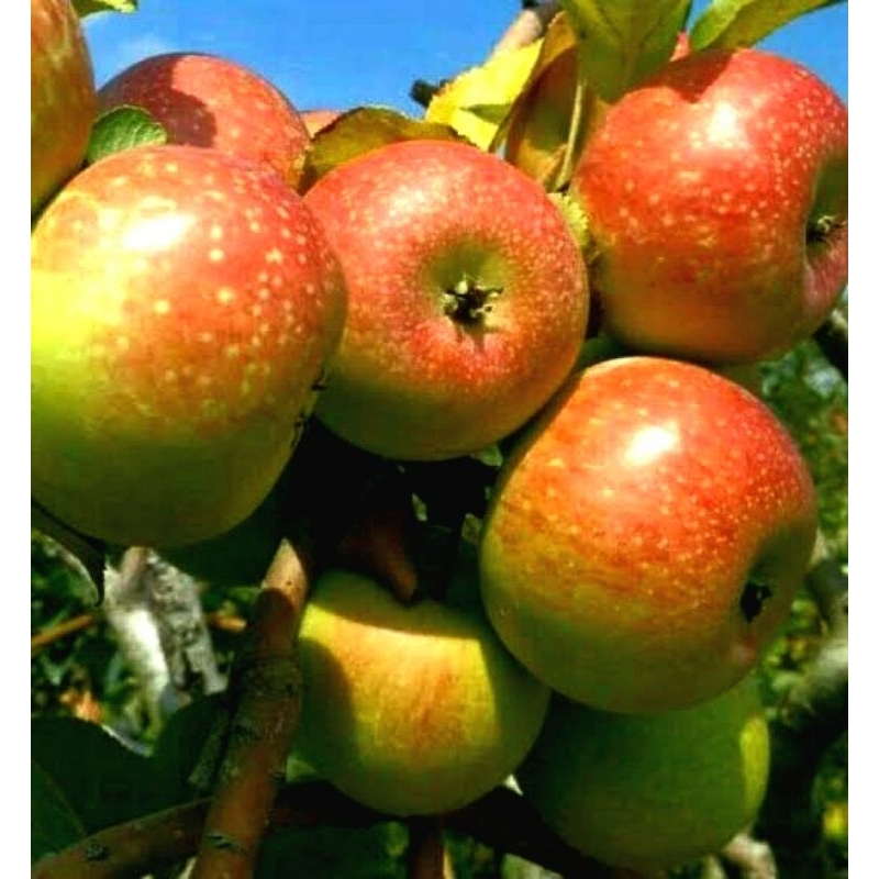 

Apel manalagi RomeB ana