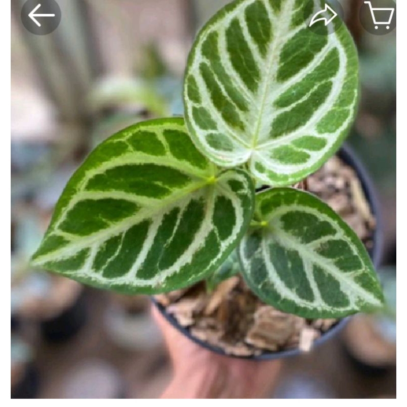 silver blush antorium // kuping gajah silver blush