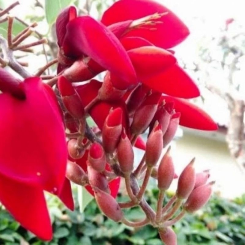 pohon dadap merah batang besar