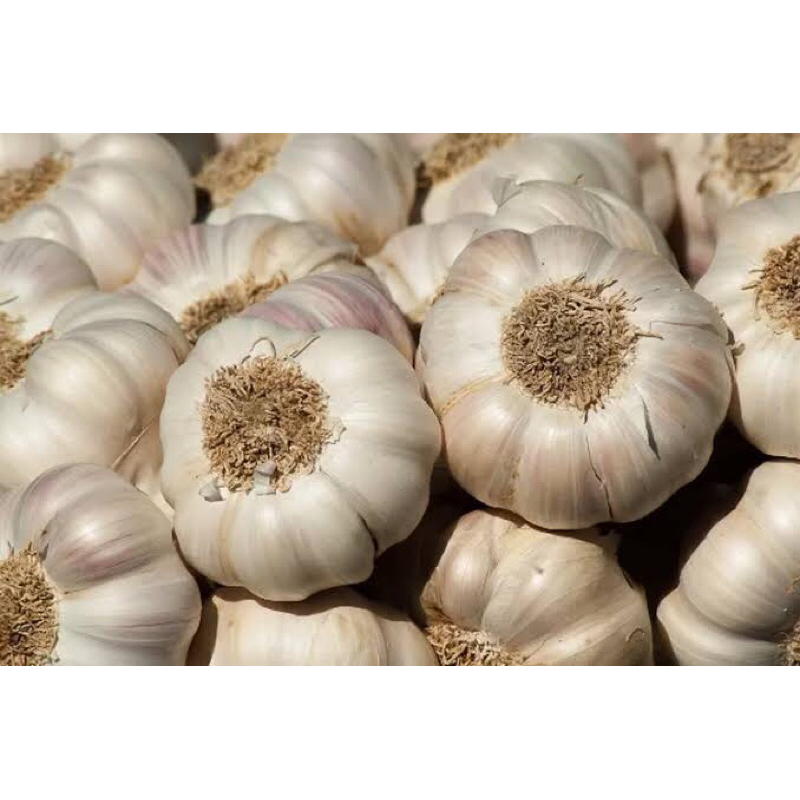 

Bawang Putih Fresh 500gr Ready