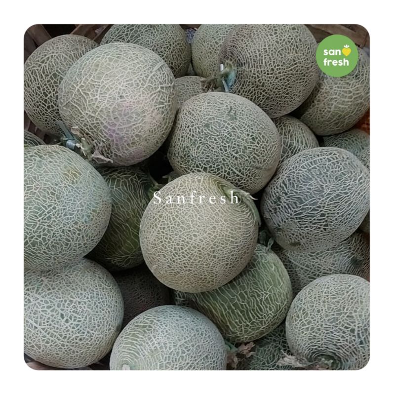 

Melon Orange Manis dan Menyegarkan - Sanfresh