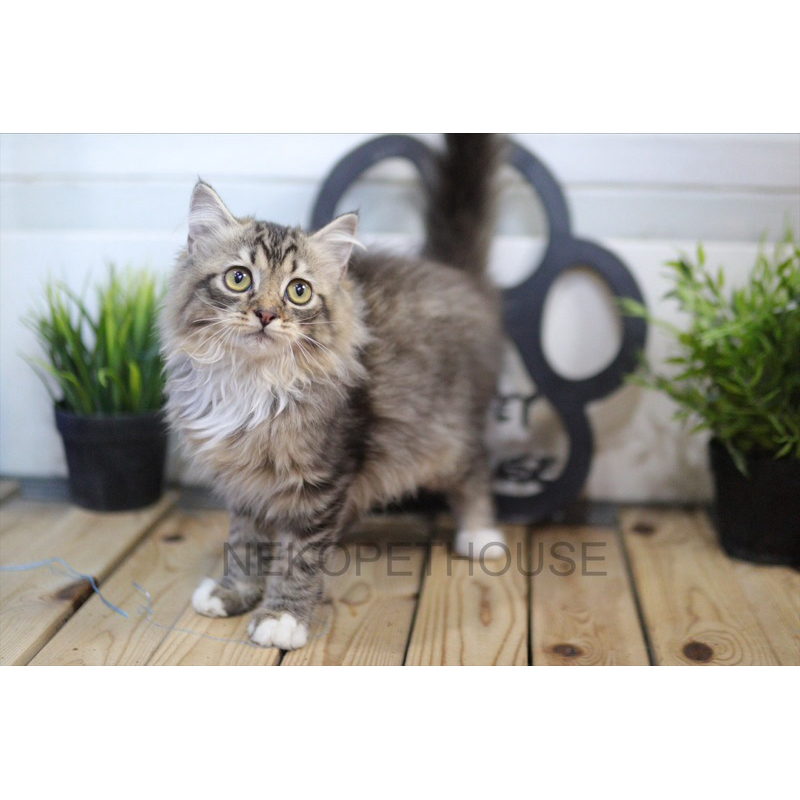 Persia Mix Mainecoon Longhair Kitten Anak Kucing