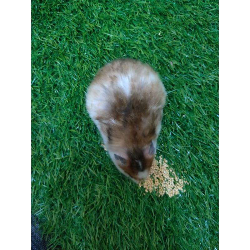 Hamster Syrian Lucu Surabaya