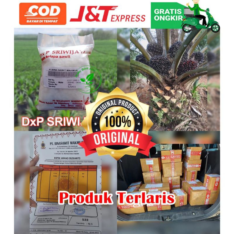 DXP SRIWIJAYA 6 SAMPOERNA AGRO