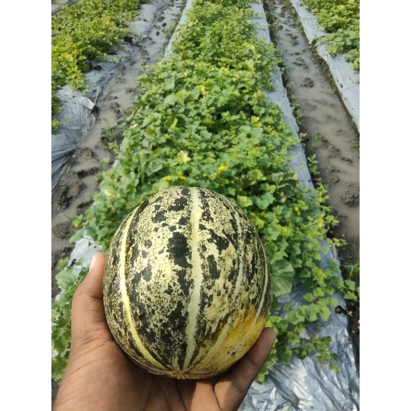 

buah blewah/garbis
