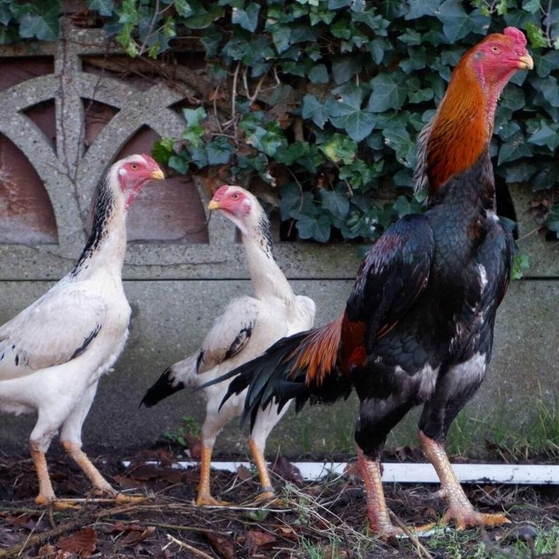 

telur vertil ayam shamo Japan