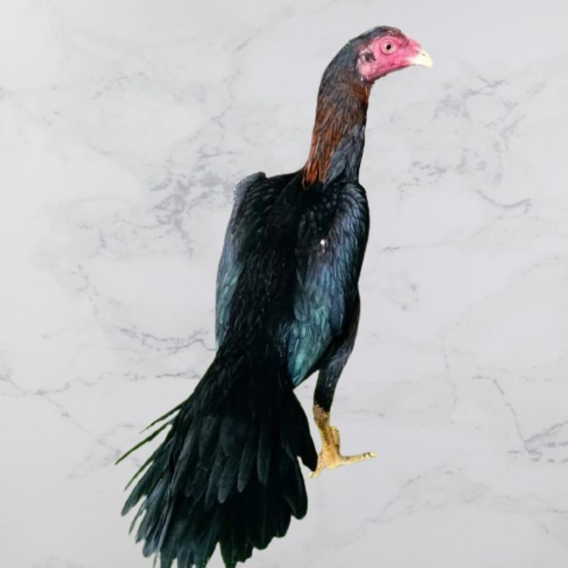 

telur vertil ayam ekor lidi betina