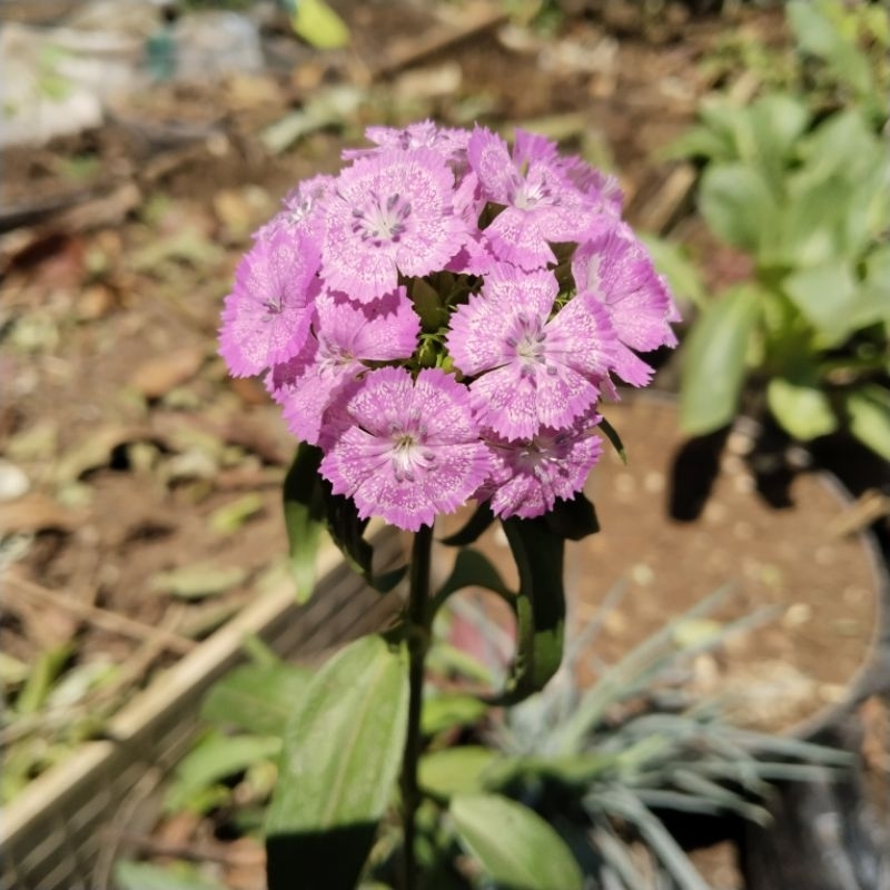 

Biji Dianthus Wee Willie Fresh Seed (5 pcs)