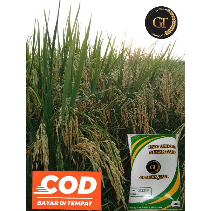 bibit padi genjah Is 21 nuklir original