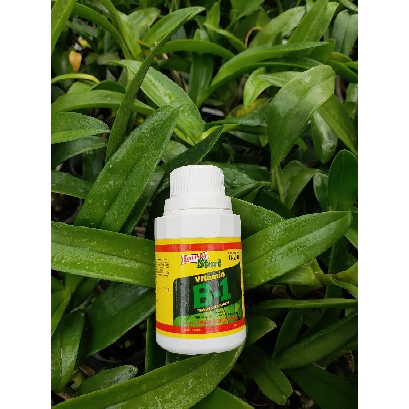 Pupuk Vitamin B1 / Vitamin B1 / Pupuk Anggrek B1