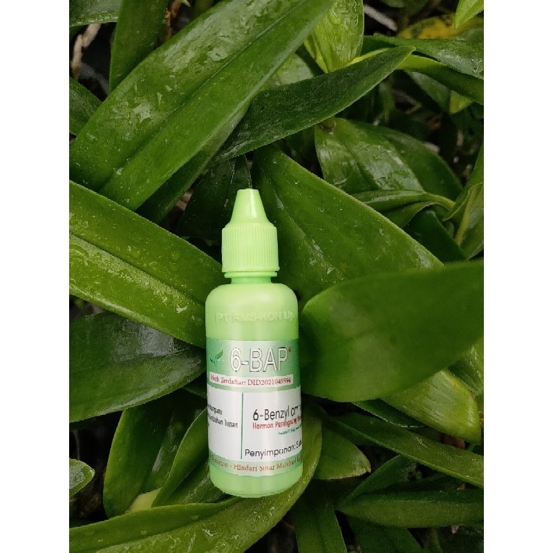 Hormon 6-BAP Penumbuh Spike ORIGINAL