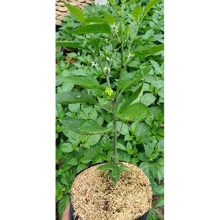 Bibit Tanaman Cabai Carolina Reaper Merah