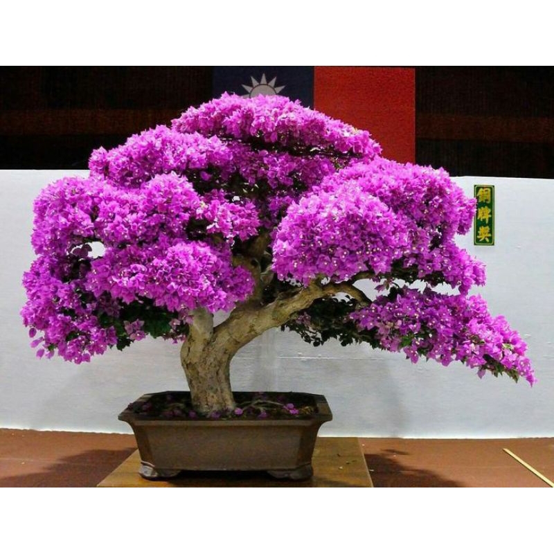 Bunga Asoka Ungu / Tanaman Hias Hidup Soka Jepang / Bunga Soka -Bunga Hidup