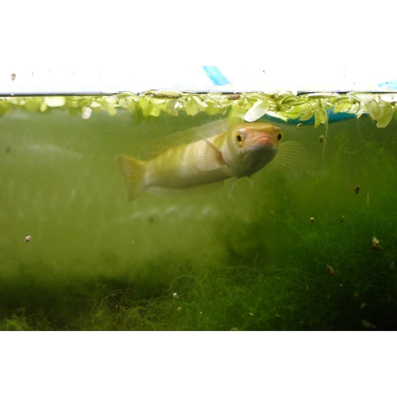 Toman xanthic 25-30cm single tank