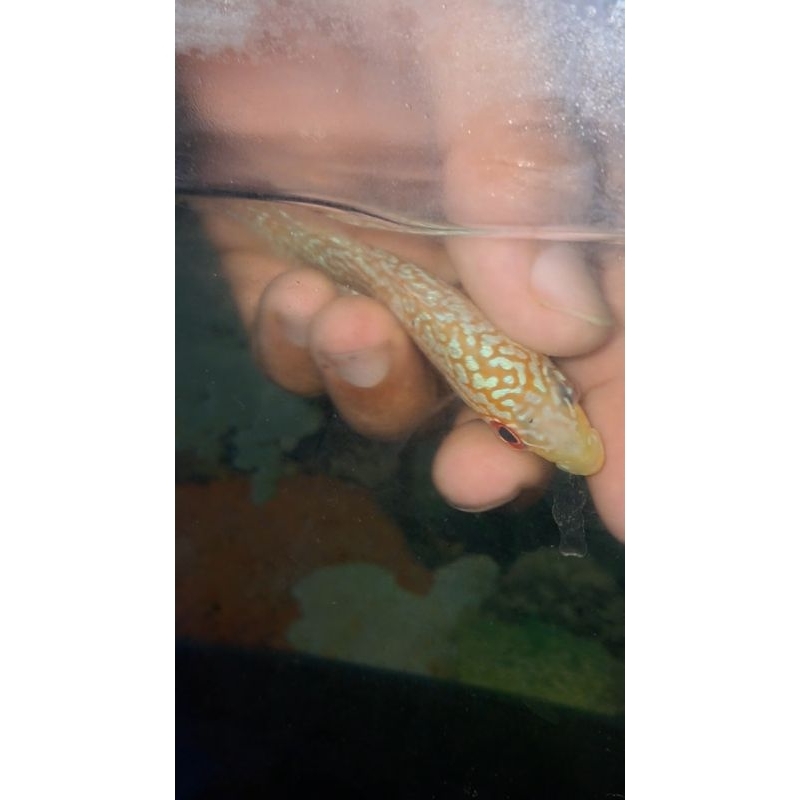 Female / Betina GB kamfa Thailand