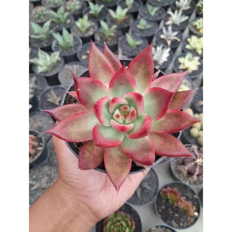 agavoides frank Reinelt