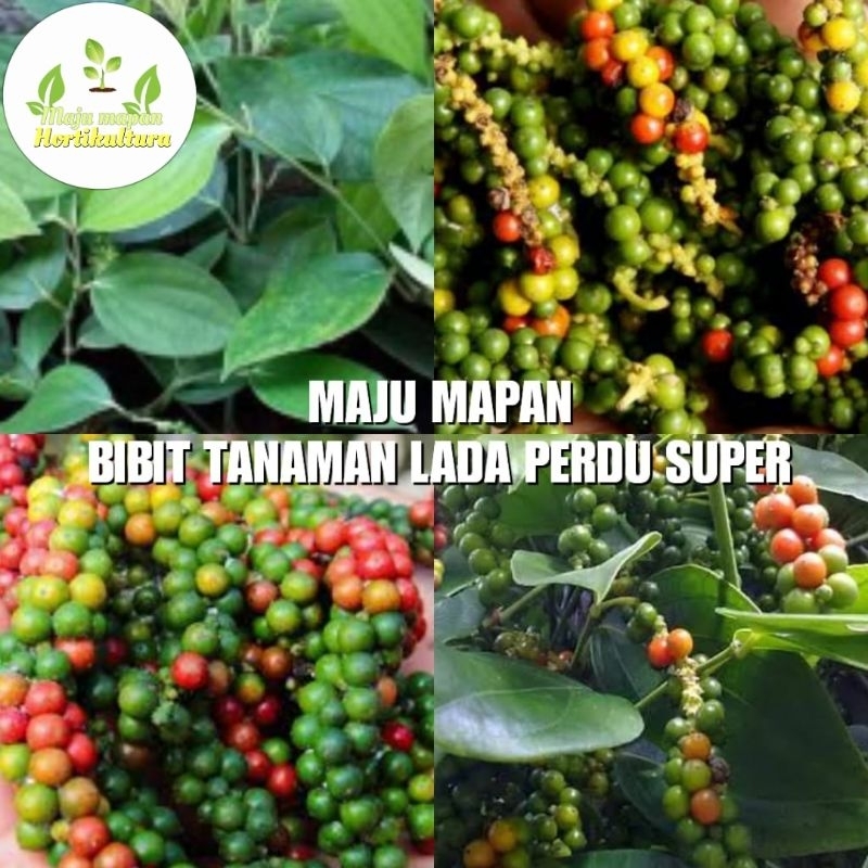 BIBIT LADA PERDU (SIAP TANAM)