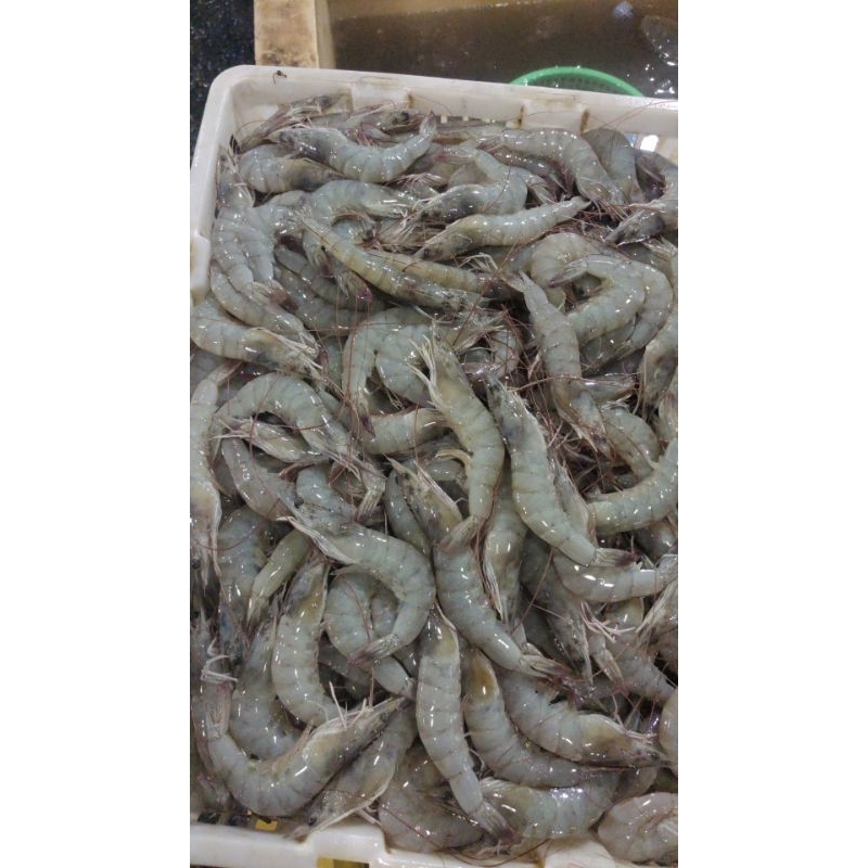 

udang besar bgs baru setiap hari