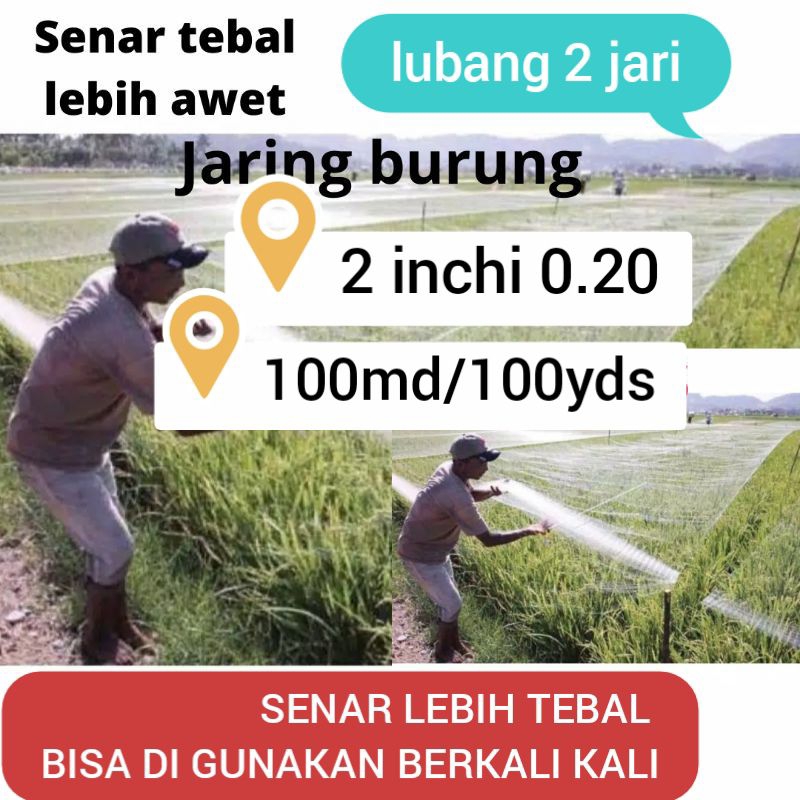 jaring sawah senar tebal 0.20 lubang 2 jari panjang 90 m jaring burung pipit jaring sawah jaring pad