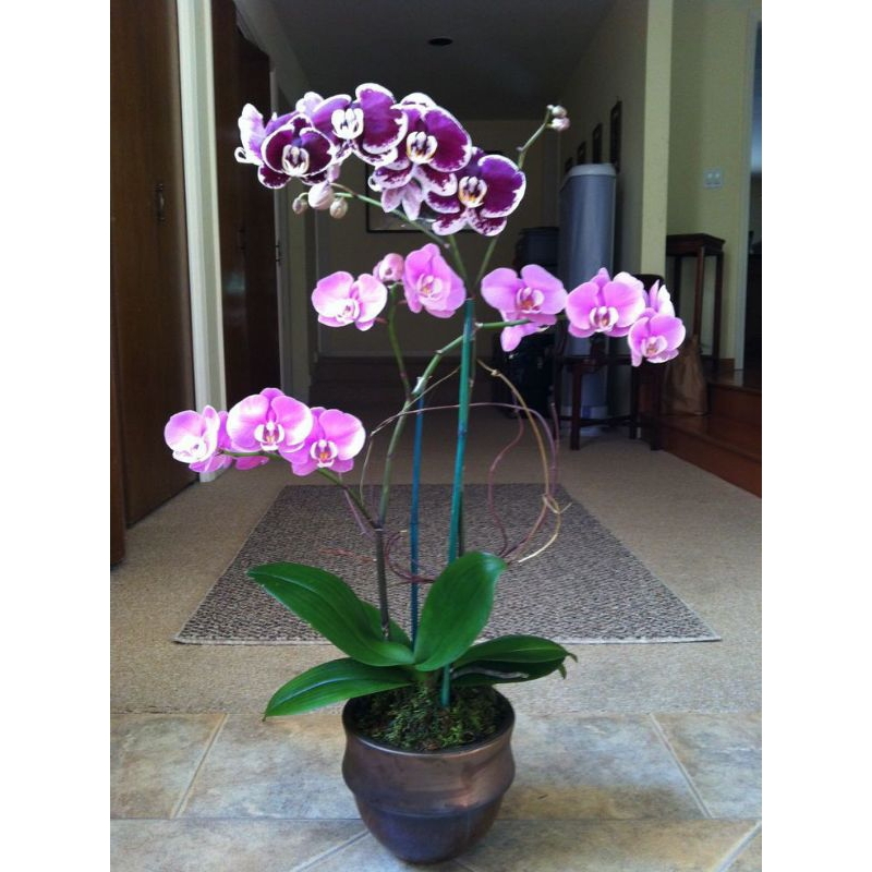 Anggrek Dendrobium imelda marina masagung remaja