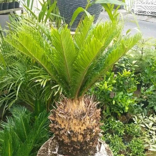 Tanaman Sikas Jambe, Mawar Jambe batang besar