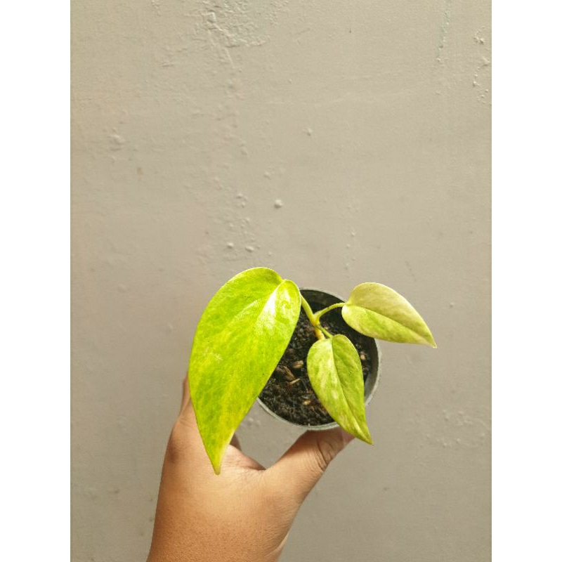 Epipremnum Kujang (Yellow Varigata)
