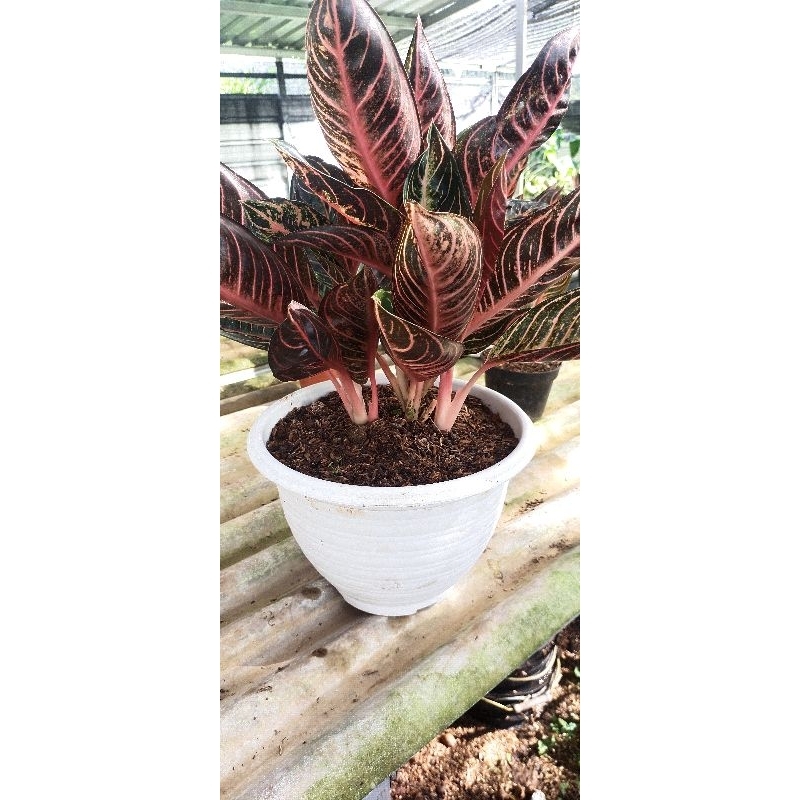 Aglaonema red of sumatra