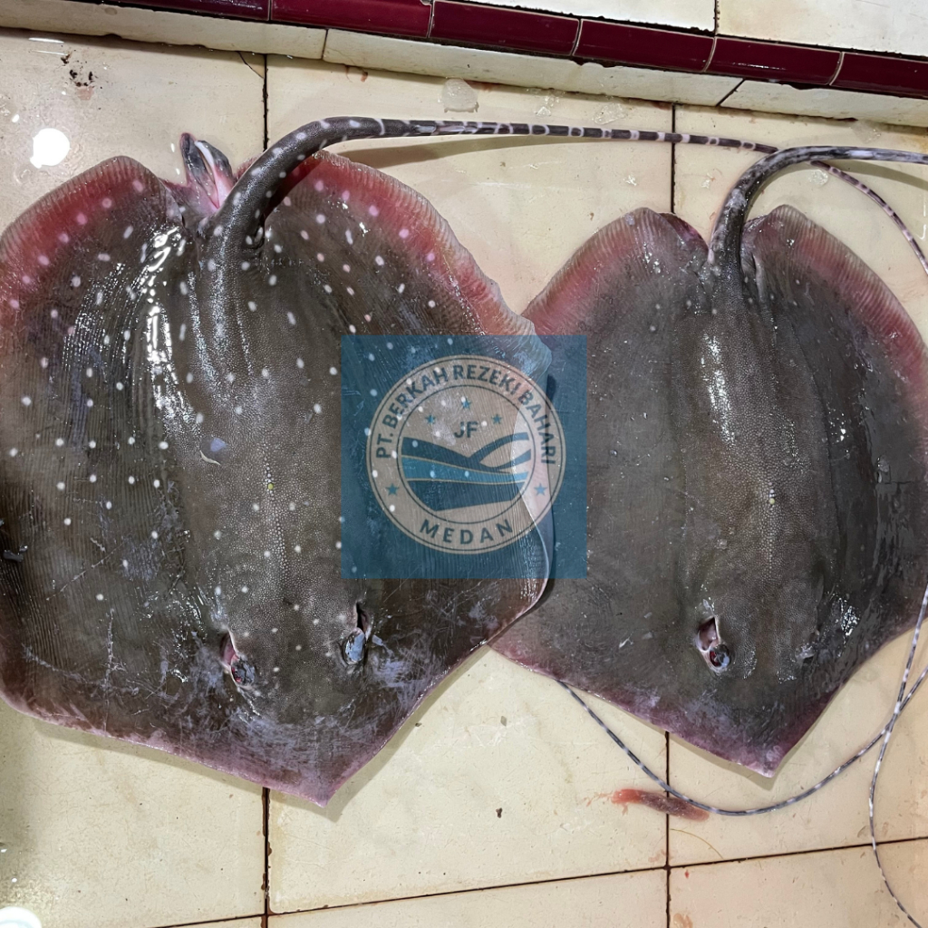 

Ikan Pari Bintang Segar per kg