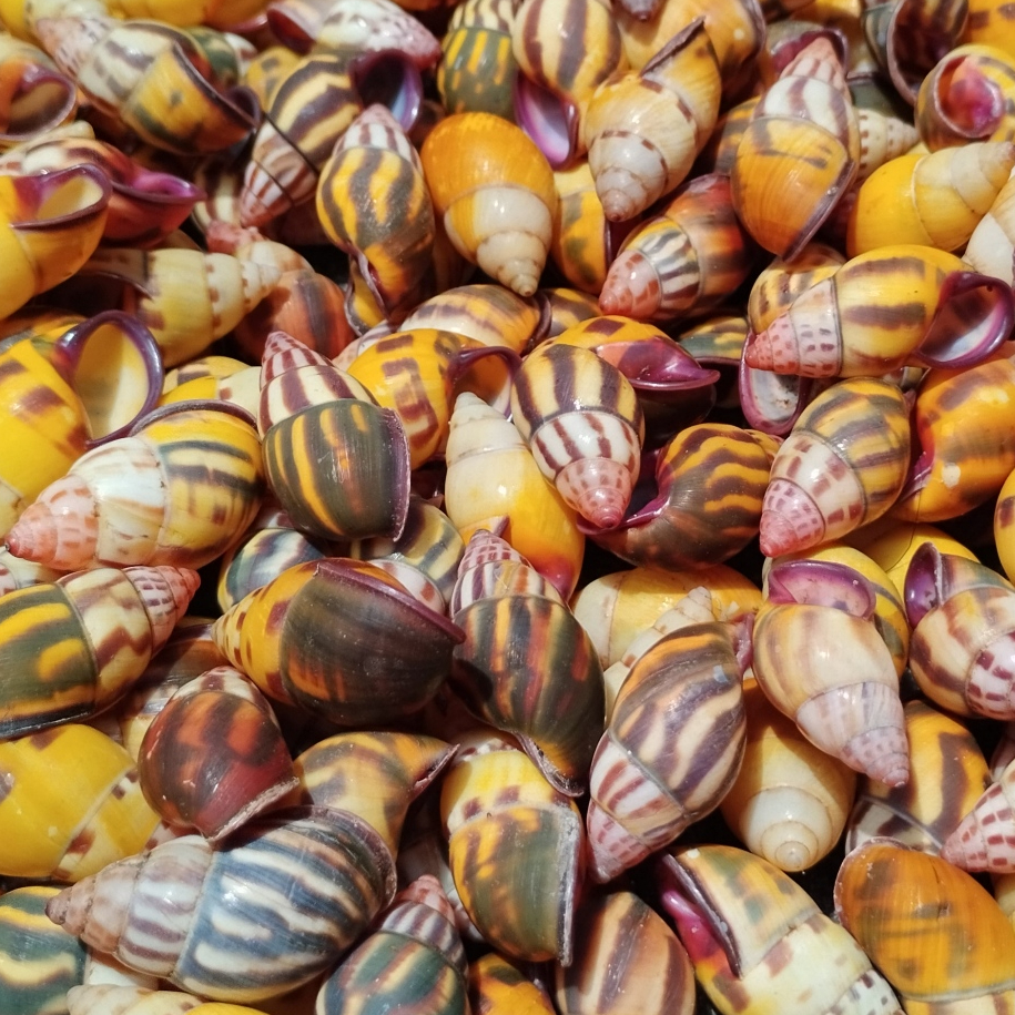 Kerang / Keong BUTOTI Pohon Darat Harga untuk 5pcs