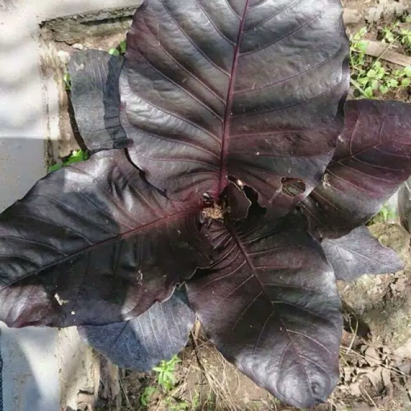 Anthurium Hokeri Black Dewasa / Anthurium Hokeri Hitam Dewasa bisa lihat di foto pebandingan