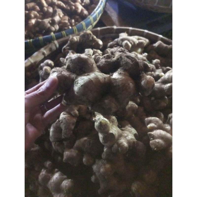 

Jahe Gajah Kemasan 50Kg