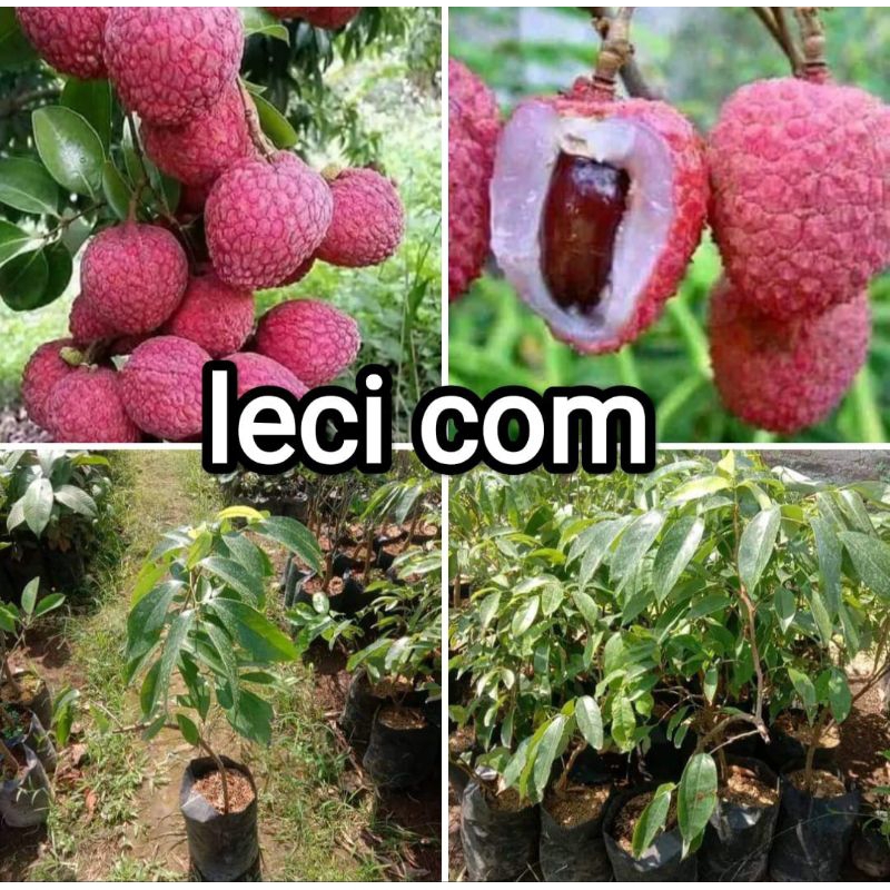 

bibit leci merah cangkok