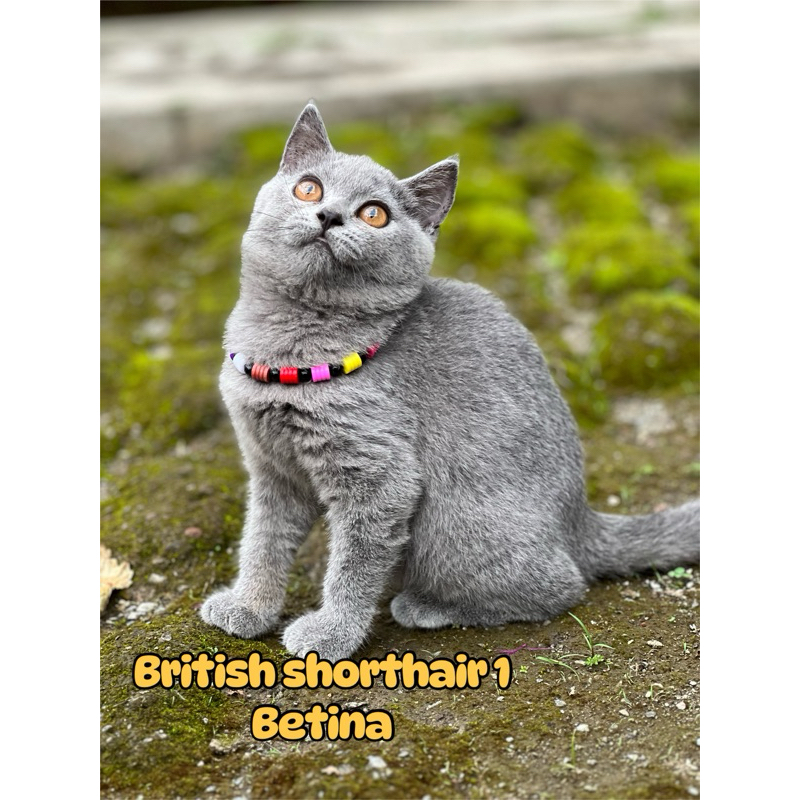 kucing british shorthair pure