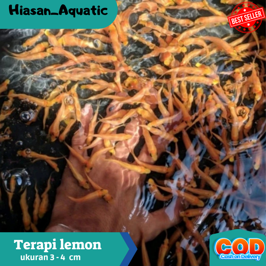 Paketan Hemat isi 75 Ekor Ikan Terapi Nilem Lemon Gararufa  Berkualitas Terbaik Dan Termurah High Qu