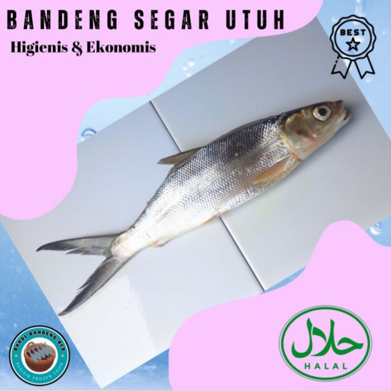 

Bandeng Segar Utuh (1kg)