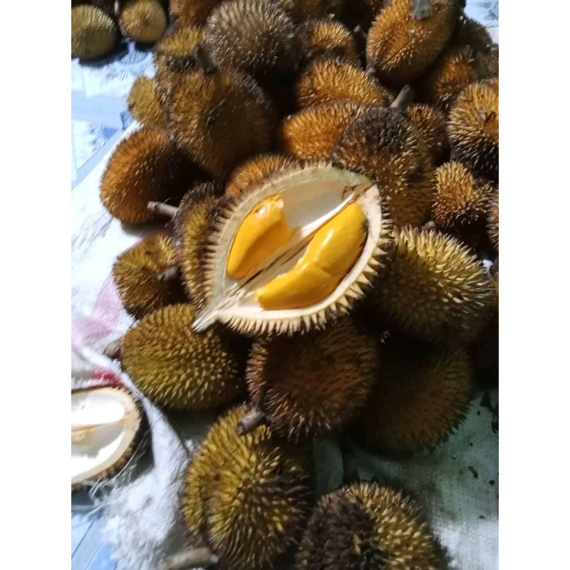 

Durian LAI KALIMANTAN - Durian Fresh Kupas - Durian Kalimantan