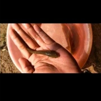 bibit ikan gabus 7-9 cm