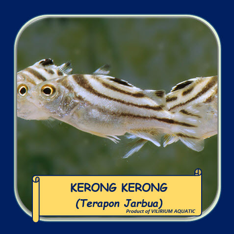 IKAN HIAS AIR TAWAR - KERONG KERONG / TERAPON JARBUA