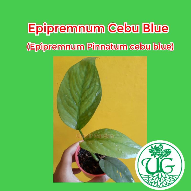 Epipremnum Cebu Blue (Epipremnum Pinnatum cebu blue)