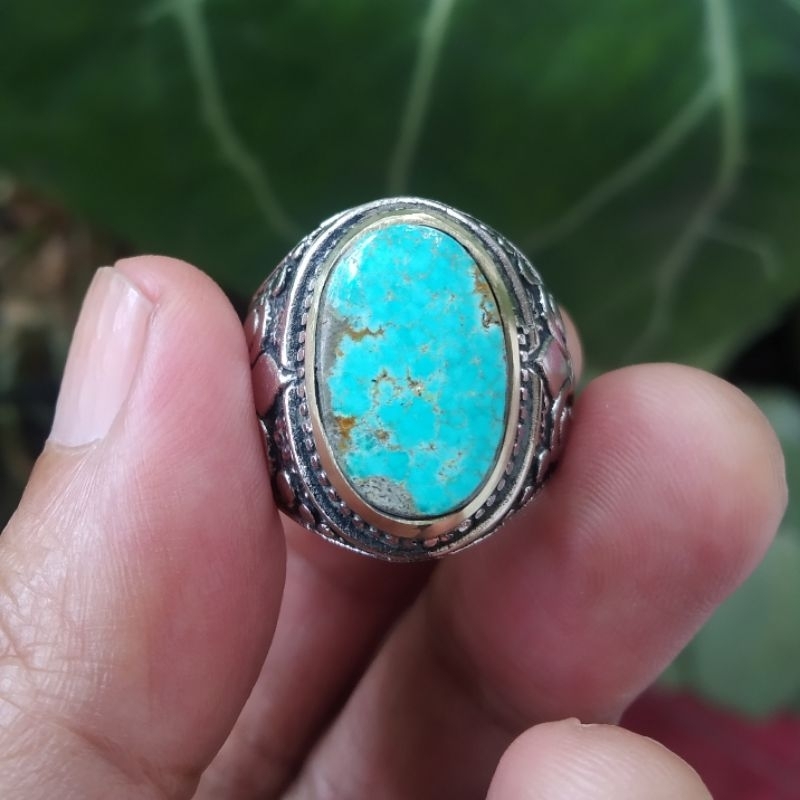 Pirus Persia Biru Fancy Warna Kontras