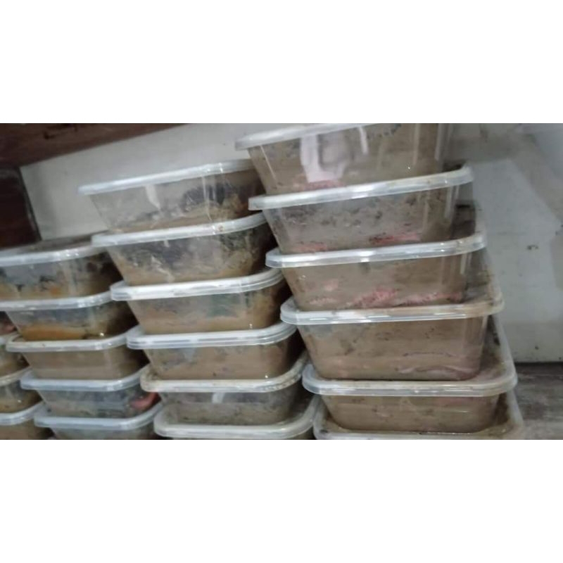 Cacing Nipah ( Umpan Galatama Lele )