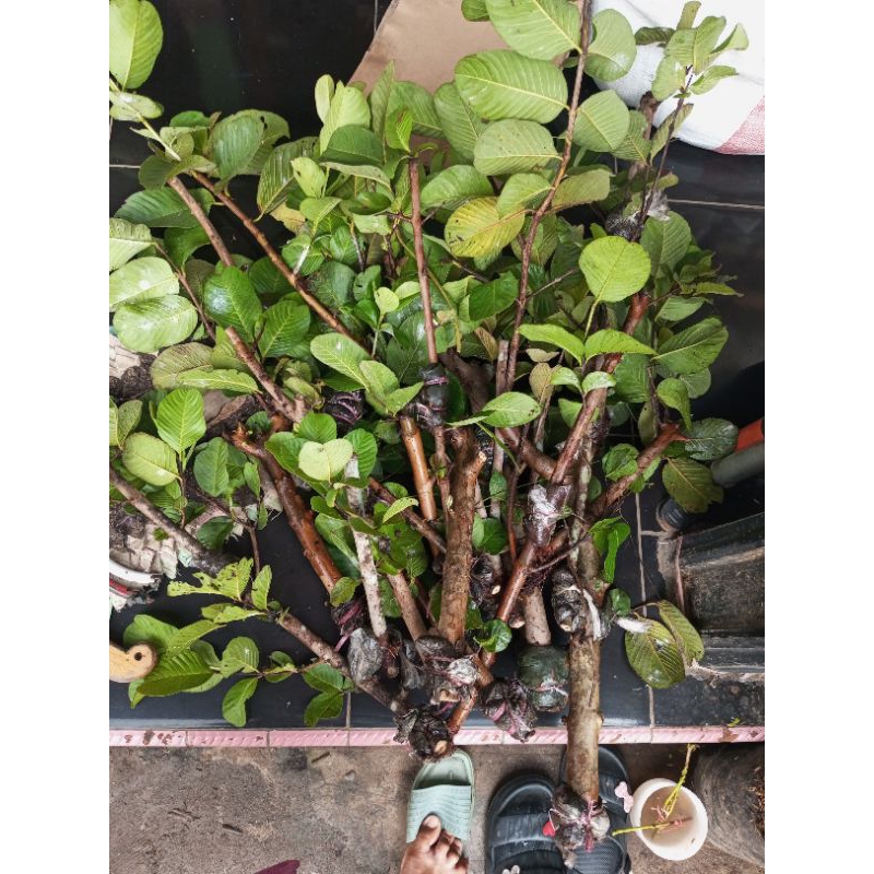 

1 paket jambu hongpouse / red diamond