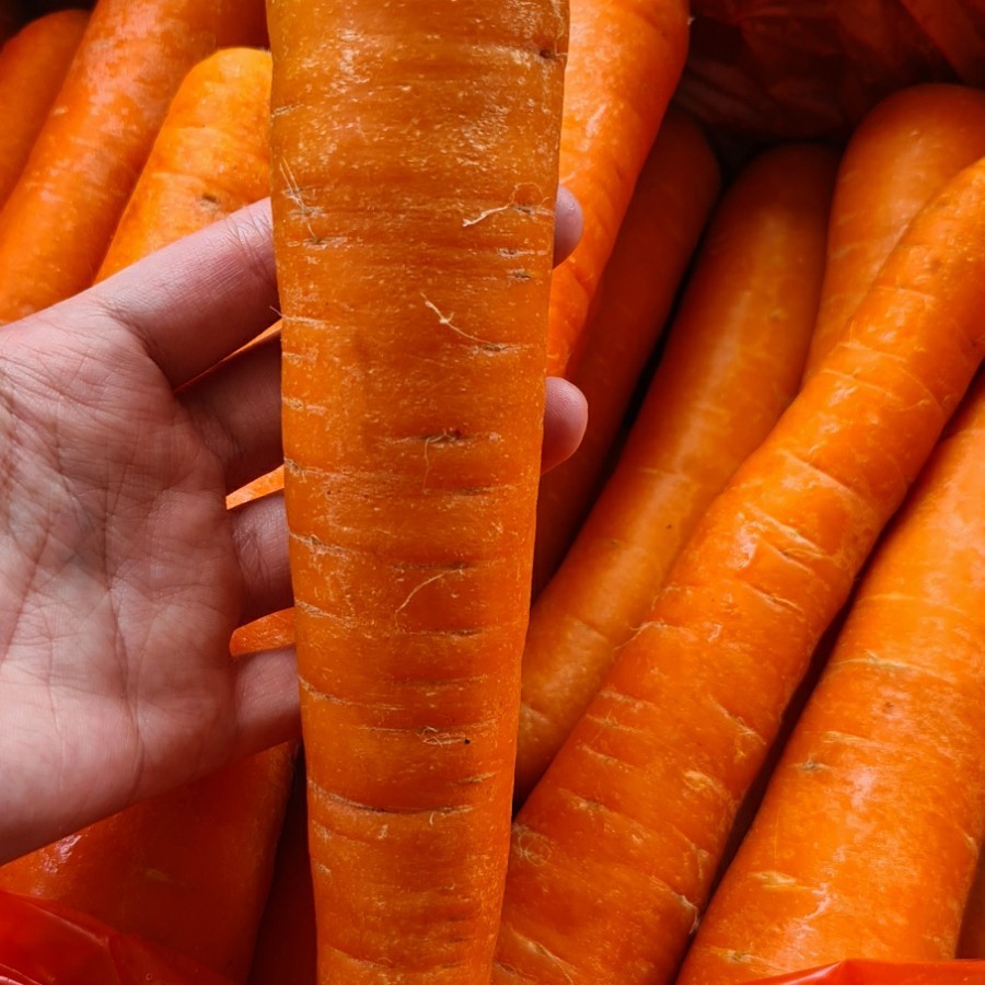 

Wortel Brastagi Per KG