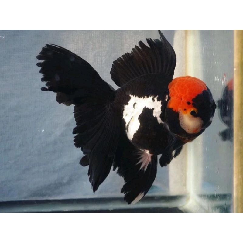 Ikan Hias Mas Koki Oranda 3Colour Shortbody Grade Fancy Quality