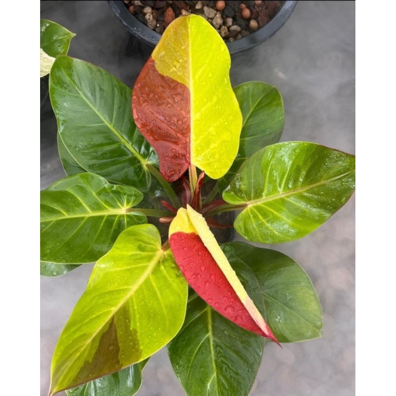 Philodendron Red Moon-Tanaman Hias Philo Red Moon-Tanaman Hias Import 4-6 Daun