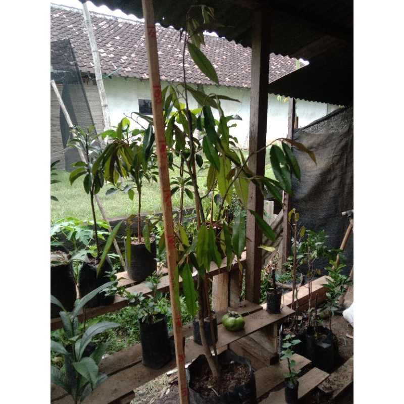 

Durian Montong, Musang king