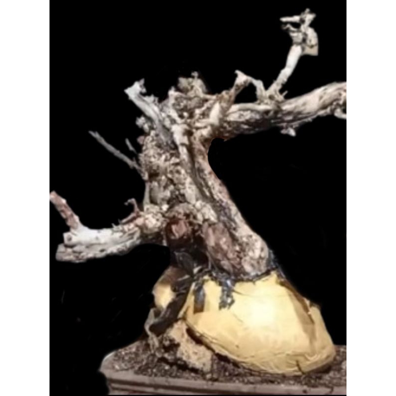 DONGKELAN BONSAI SANTIGI NTT