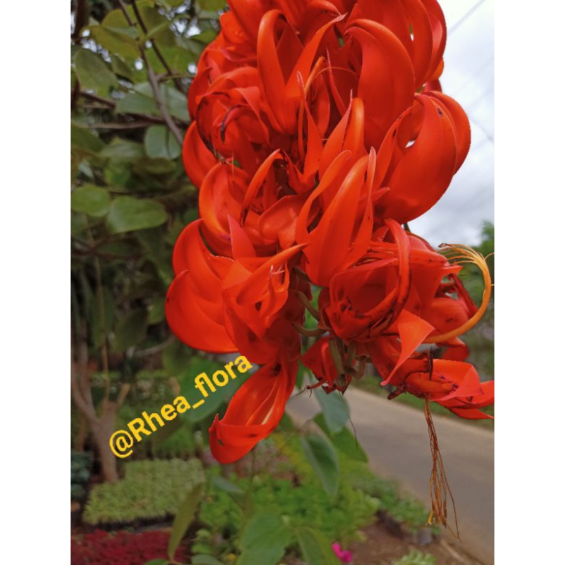 Tanaman Rambat Flame Of Irian 1 meter Bunga Orange